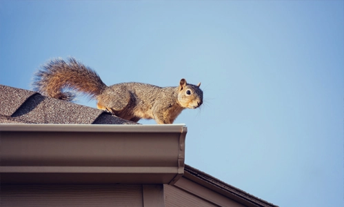 squirrel on top of roof